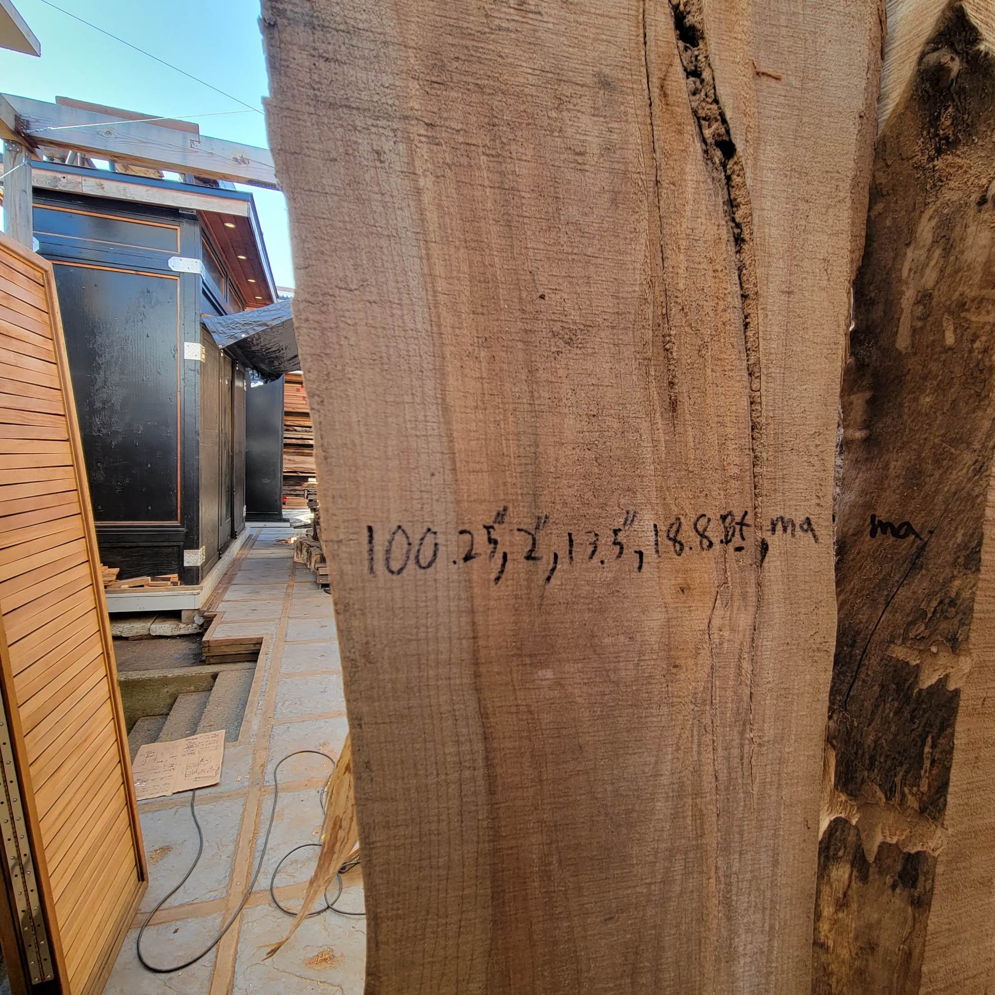Big Leaf Maple